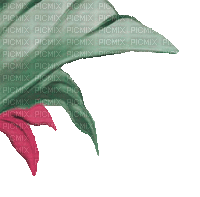 soave deco tropical summer leaves palm corner - GIF animé gratuit
