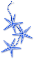 Starfish.Blue - bezmaksas png