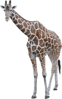 kirahvi, giraffe - darmowe png