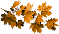 automne feuilles  autumn leaves - PNG gratuit