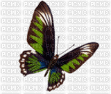 BUTTERFLY - Free animated GIF