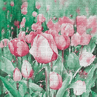 soave background animated flowers spring  tulips - Bezmaksas animēts GIF