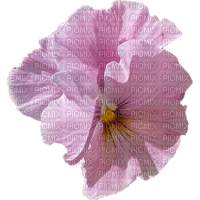 Pink Flower - Free PNG