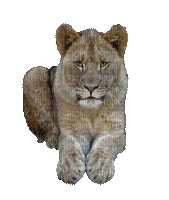 lionceau x3 - 免费动画 GIF