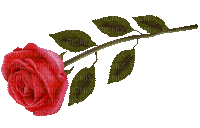 Trandafir 10 - Gratis animerad GIF