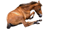 Cheval couché - zadarmo png