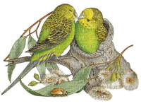 birds budgerigar bp - δωρεάν png