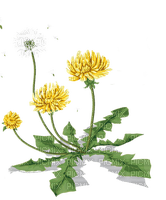 Kaz_Creations Deco Flowers Dandelion Flower - безплатен png