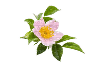 Цветок шиповника - gratis png