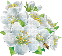 flowers - ücretsiz png