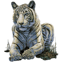 aze tigre  noir black blanc White - 無料のアニメーション GIF
