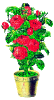 roses pot - 免费动画 GIF