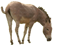 Cavalo - 無料のアニメーション GIF
