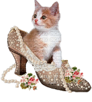 котёнок туфель - Δωρεάν κινούμενο GIF