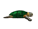 turtle bp - GIF animado grátis