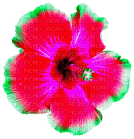 Flower.Pink.Green - 免费PNG