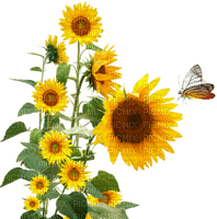 yellow flowers sunflowers sunshine3 - PNG gratuit