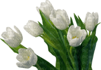 tulip - kostenlos png