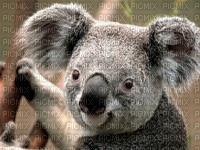 Koala - png ฟรี