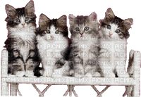 Cats Kitten Kitty Kittens on Bench - Бесплатный анимированный гифка