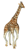 aze girafe - GIF animado grátis