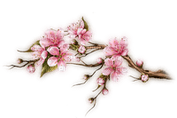 Almond Blossom - Free PNG
