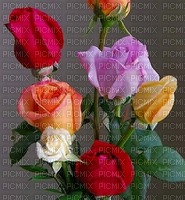 ROSES - zadarmo png