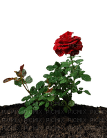 Kaz_Creations Garden Deco Flowers - bezmaksas png
