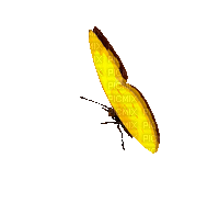 Vlinder - GIF animasi gratis