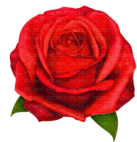 rose flower - δωρεάν png