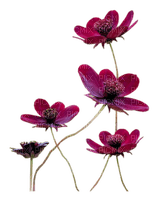 flower - png grátis