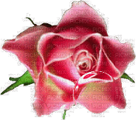 rose rose.Cheyenne63 - Gratis geanimeerde GIF