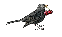 oiseau-bird-cerise-cherry - Δωρεάν κινούμενο GIF