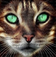 les yeux du chat - PNG gratuit