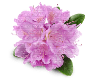 Rhododendron - PNG gratuit