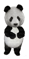 Panda - Ücretsiz animasyonlu GIF