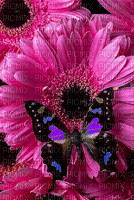 Flores - Gratis animerad GIF