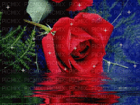 Rose Reflection - Free animated GIF