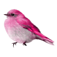 Kaz_Creations Birds Bird Colours Pink - ilmainen png