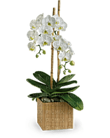 Kaz_Creations  Flowers Plant - png gratis