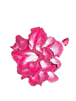 Flower - nemokama png