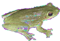 frog - GIF animado gratis
