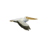 Pelican-RM - 免费PNG