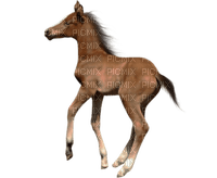 caballo - kostenlos png