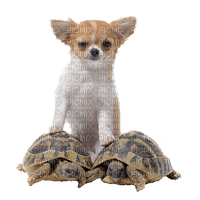 Kaz_Creations Dogs Dog Pup 🐶 Tortoise - png grátis