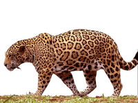 jaguar bp - ilmainen png
