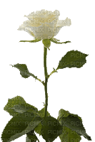 white rose, flower - Бесплатни анимирани ГИФ