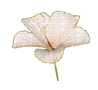 VanessaValo _crea = white flower glitter - Gratis geanimeerde GIF