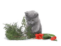 cat chat - GIF animé gratuit