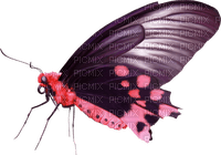 dolceluna pink butterfly spring summer deco - 免费PNG
